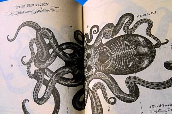 Kraken ltd